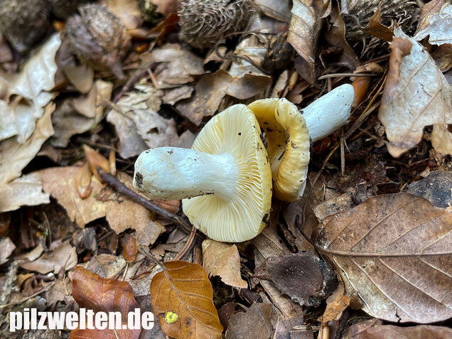 Glänzendgelber Dottertäubling, Russula acetolens