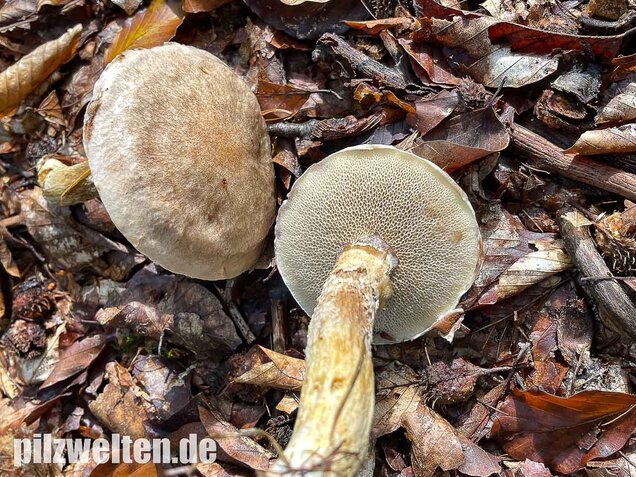 Grauer Lärchenröhrling, Suillus viscidus