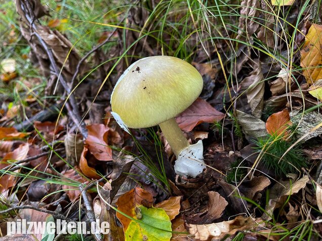 Grüner Knollenblätterpilz, Amanita phalloides