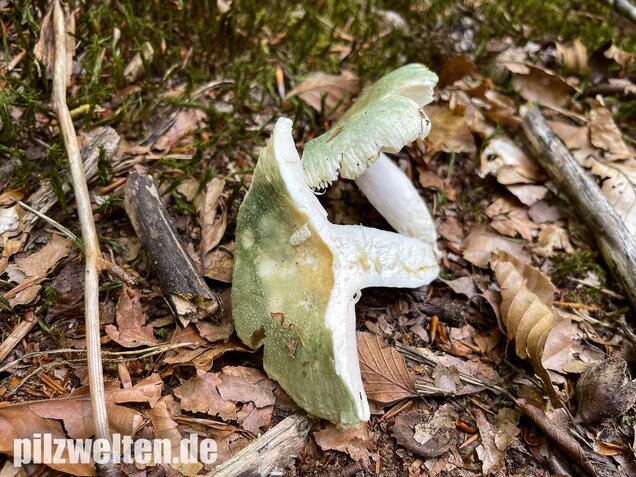 Grüngefelderter Täubling, Russula virescens