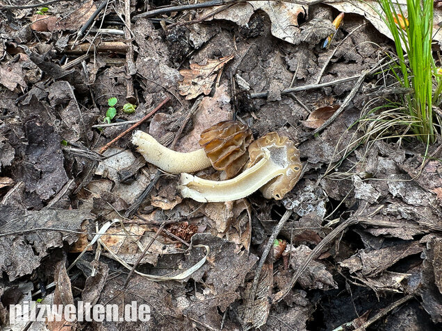 Käppchenmorchel, Morchella semilibera