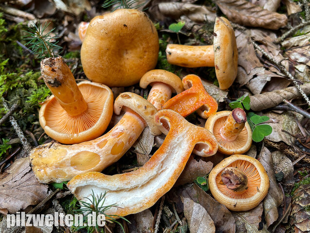 Lachsreizker, Lactarius salmonicolor
