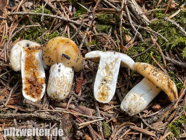 Mandeltäubling, Russula grata
