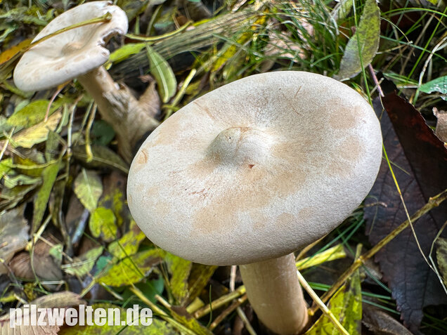 Mönchskopf, Infundibulicybe geotropa