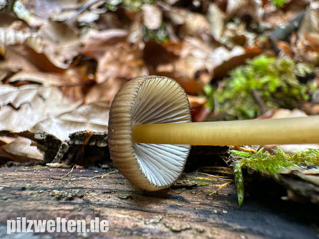 Grünschneidiger Helmling, Mycena viridimarginata