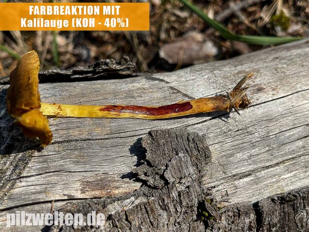 Orangefüssiger Hautkopf, Cortinarius bataillei