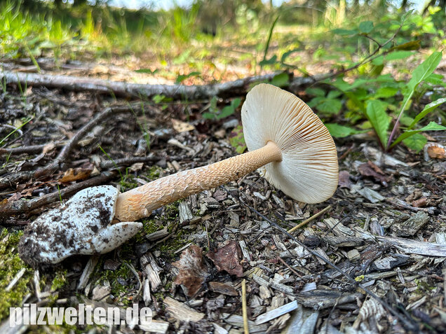 Orangegelber Scheidenstreifling, Amanita crocea