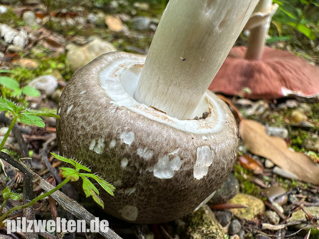 Perlhuhnchampignon, Perlhuhnegerling, Agaricus moelleri