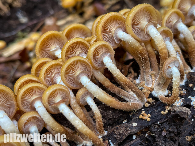Stockschwämmchen, Kuehneromyces mutabilis