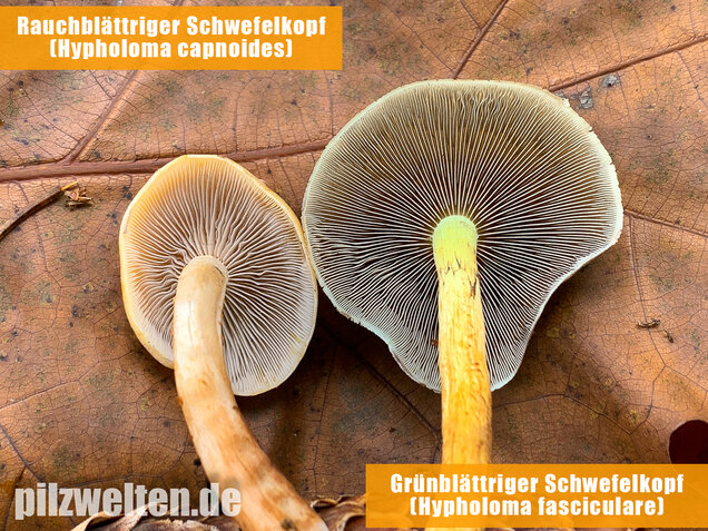 Grünblättriger Schwefelkopf, Hypholoma fasciculare