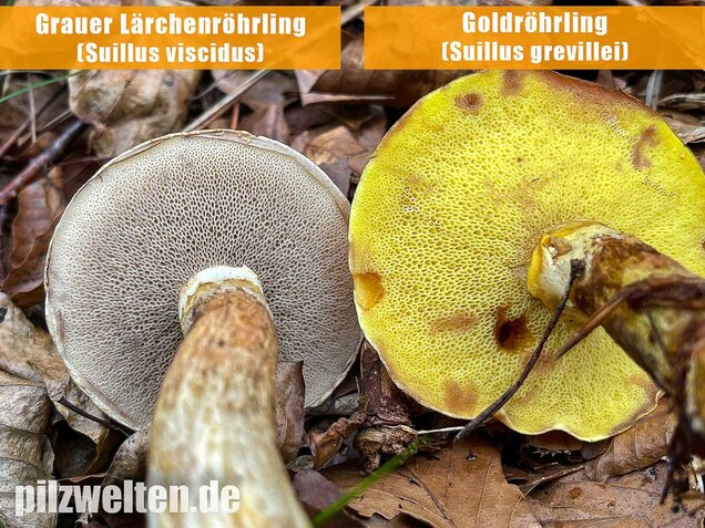 Goldröhrling, Suillus grevillei