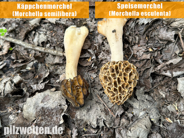 Käppchenmorchel, Morchella semilibera