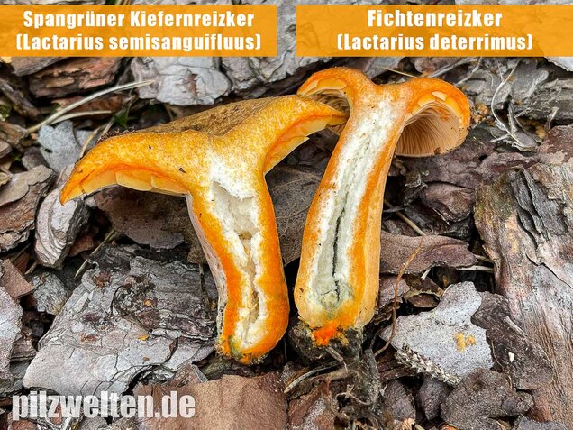 Spangrüner Kiefernreizker, Lactarius semisanguifluus