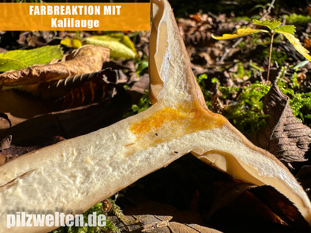 Scharfer Haselmilchling, Brennreizker, Lactarius pyrogalus