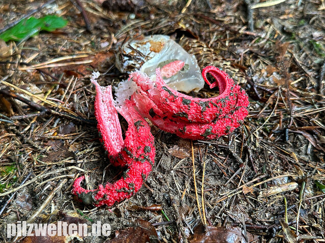 Tintenfischpilz, Clathrus archeri