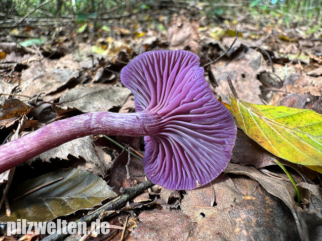 Violetter Lacktrichterling, Laccaria amethystina