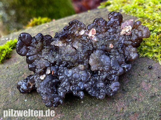 Warziger Drüsling, Exidia nigricans