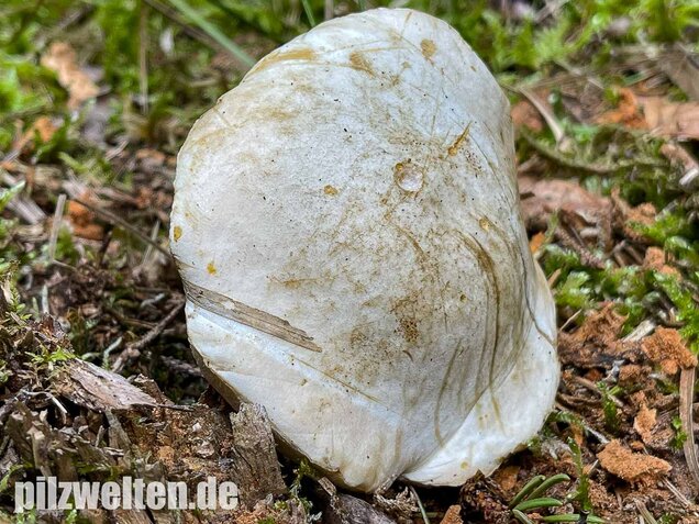Wollstieliger Raufußröhrling (weiße Form), Leccinum cyaneobasileucum