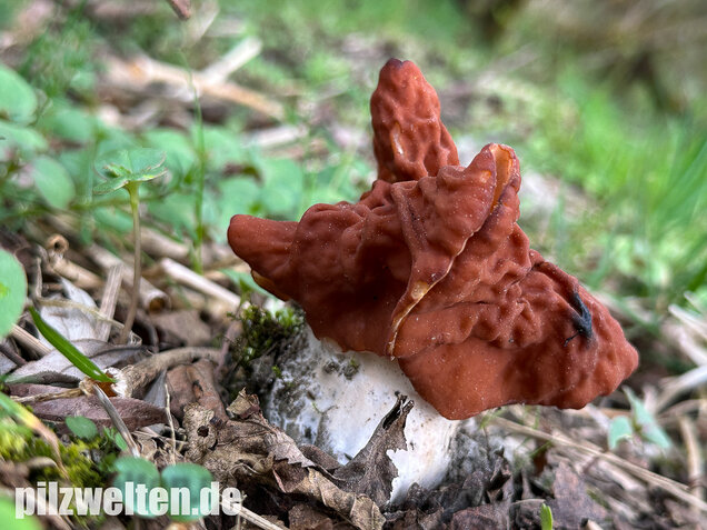 Zipfellorchel, Discina fastigiata