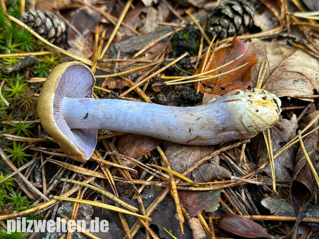 Zyanblättriger Klumpfuß, Cyanblättriger Klumpfuss, Thaxterogaster fulvo-ochrascens