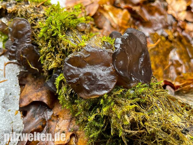Abgestutzter Drüsling, Stoppeliger Drüslinge, Exidia glandulosa