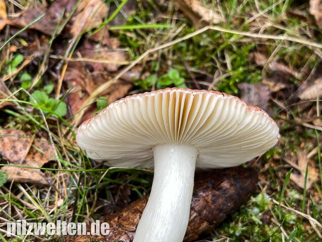 Apfeltäubling, Russula paludosa