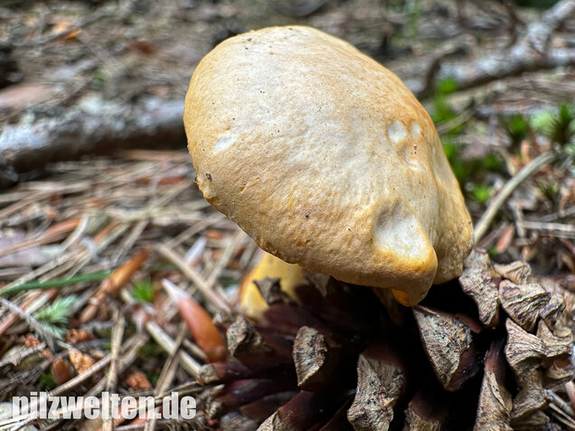 Bereifter Pfifferling, Blasser Nadelwaldpfifferling, Cantharellus subpruinosus