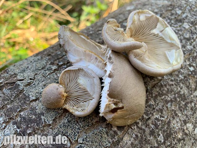 Beschleierter Pappel-Seitling, Pleurotus calyptratus