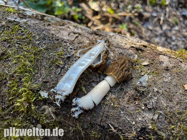 Böhmische Verpel, Verpa bohemica