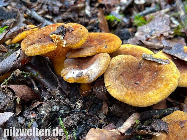 Brauner Afterleistling, Hygrophoropsis rufa