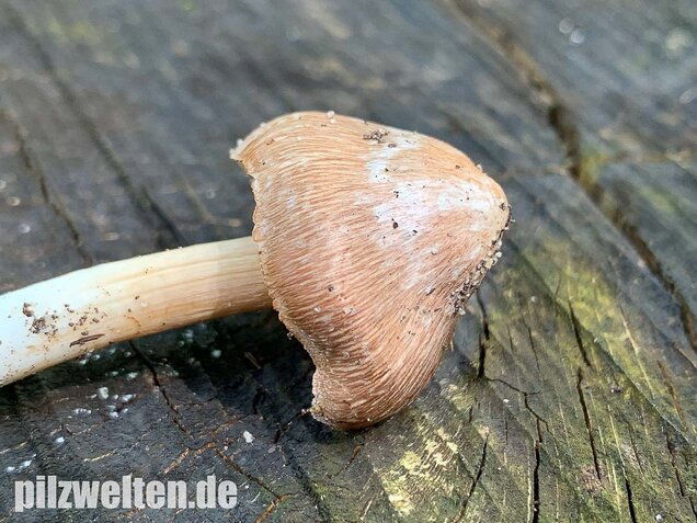 Braunstreifiger Risspilz, Inocybe fuscidula