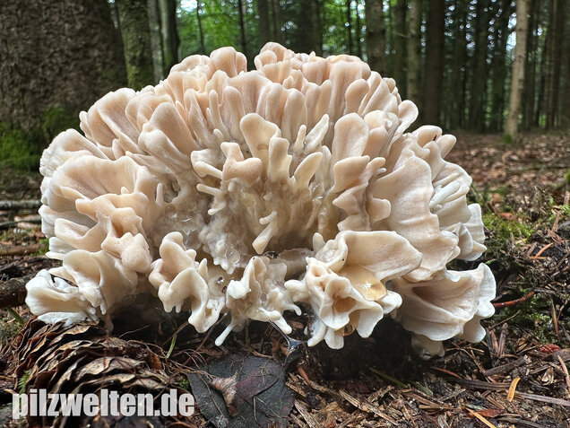 Breitblättrige Glucke, Sparassis brevipes