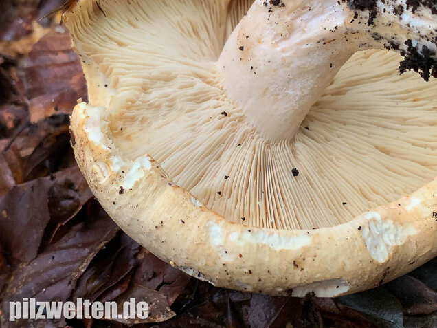 Dreifarbiger Krempentrichterling, Leucopaxillus compactus