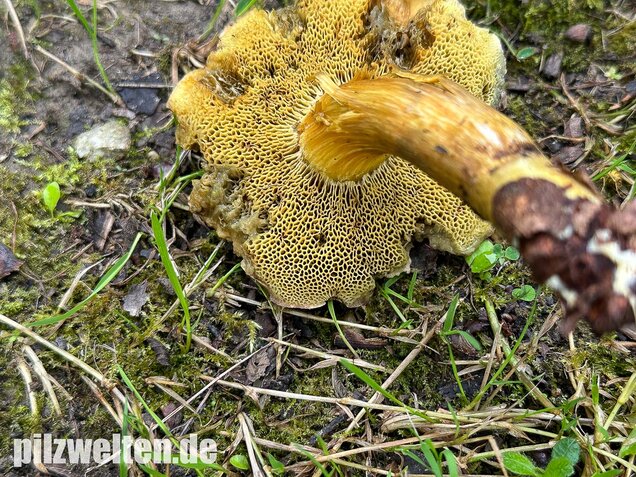 Eichenfilzröhrling, Hortiboletus engelii