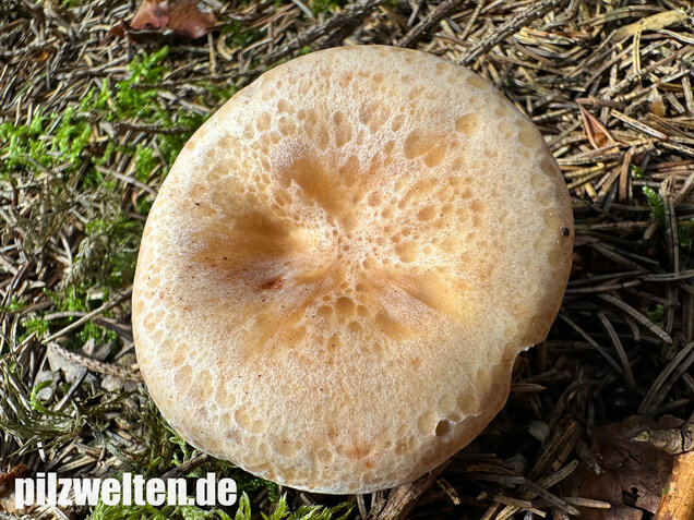 Wasserfleckiger Trichterling, Paralepista gilva