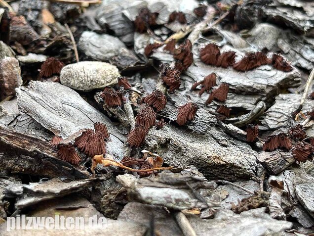 Gelbes Fadenkeulchen, Stemonitis flavogenita