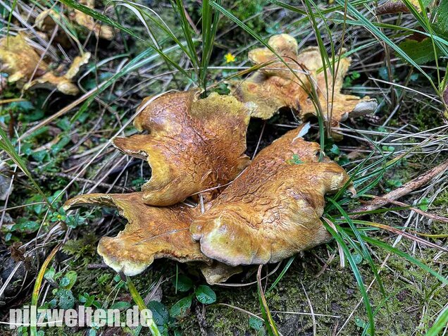 Gelbgrüner Kammporling, Laeticutis cristata