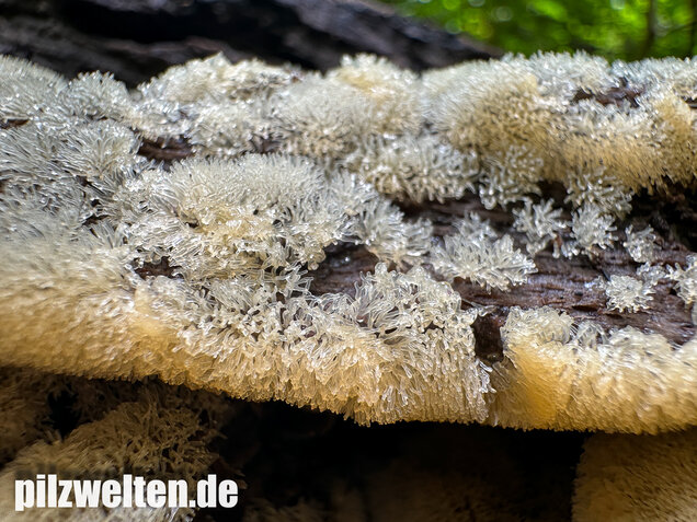 Geweihförmiger Schleimpilz, Ceratiomyxa fruticulosa