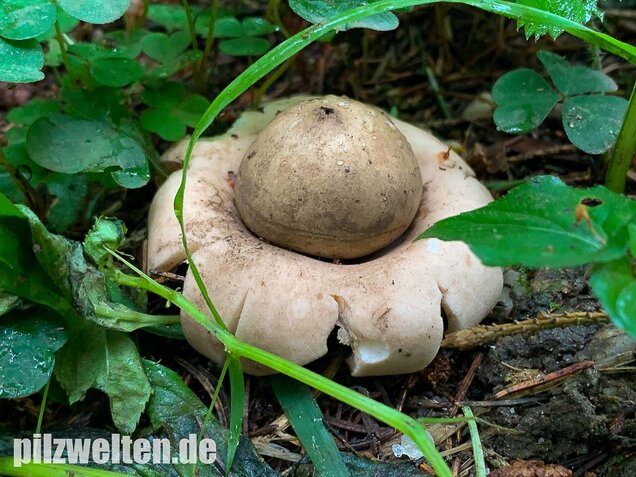 Gewimperter Erdstern, Geastrum fimbriatum