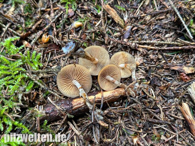 Gifthäubling, Nadelholzgifthäubling, Galerina marginata