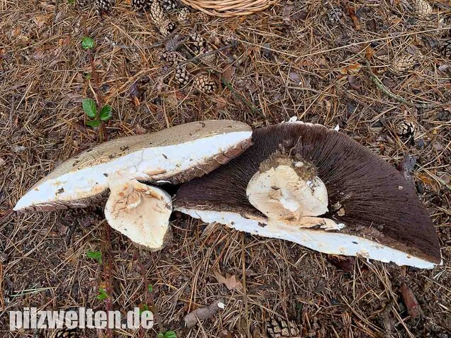 Großsporiger Riesenchampignon, Agaricus urinascens