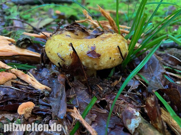 Grubiger Milchling, Lactarius scrobiculatus