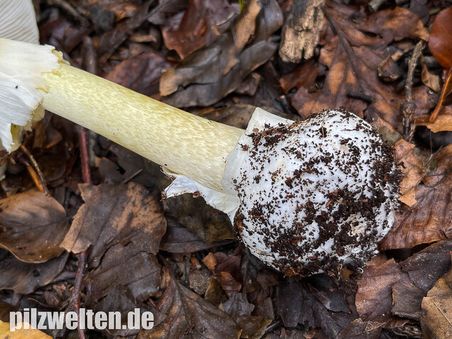 Grüner Knollenblätterpilz, Amanita phalloides