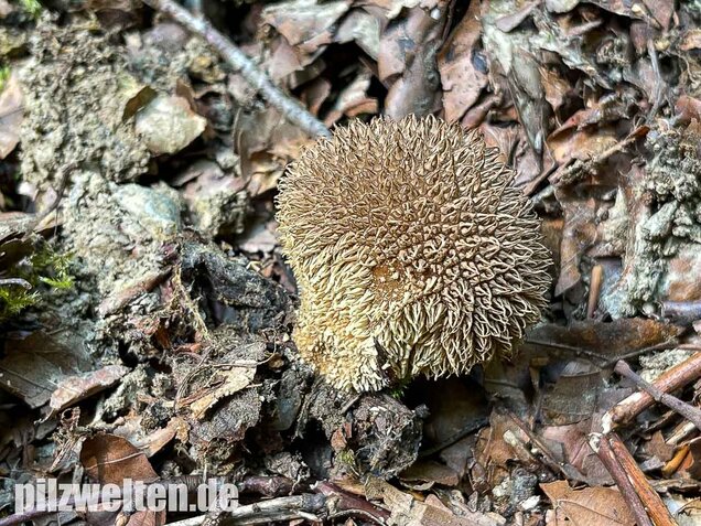 Igelstäubling, Lycoperdon echinatum