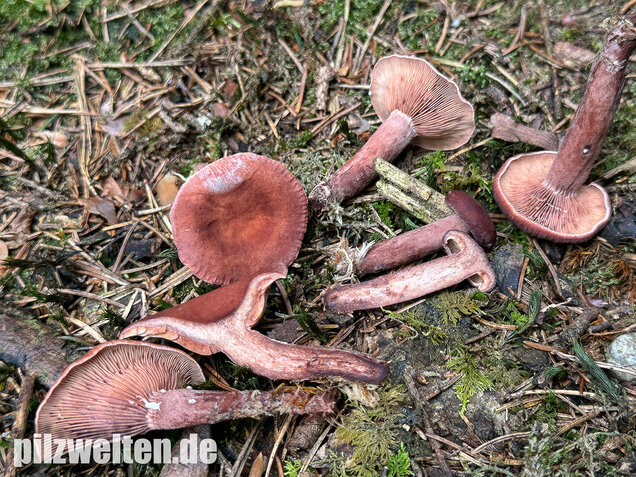 Kampfermilchling, Lactarius camphoratus