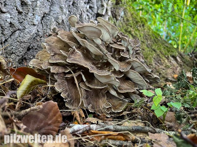 Klapperschwamm, Maitake, Grifola frondosa