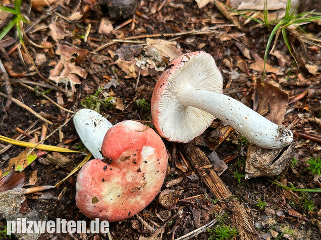 Kleiner Rosatäubling, Russula minutula