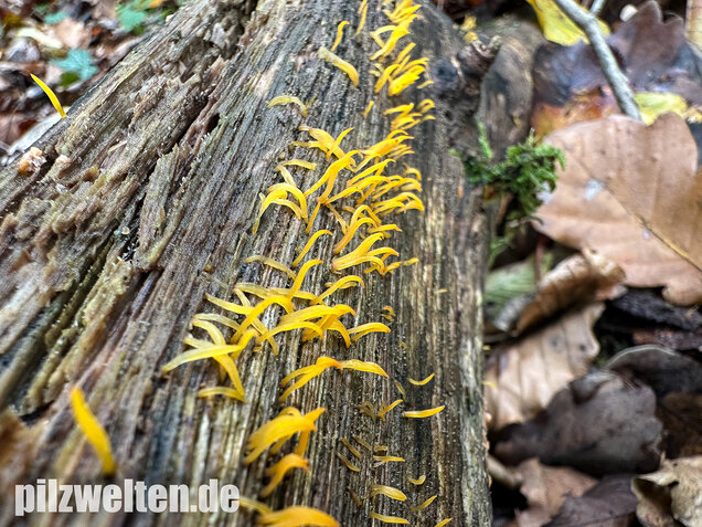 Laubholzhörnling, Calocera cornea