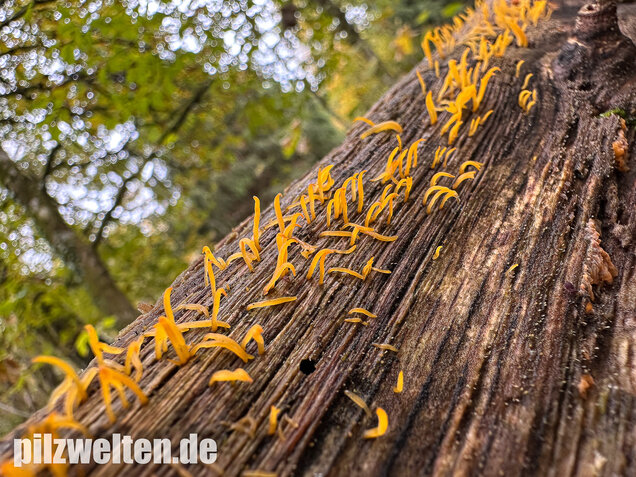 Laubholzhörnling, Calocera cornea