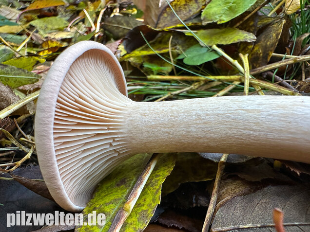Mönchskopf, Infundibulicybe geotropa